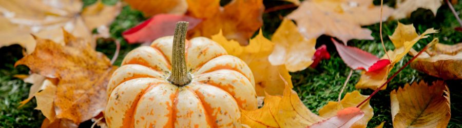 pumpkin and leaves on green lawn. Autumn season time